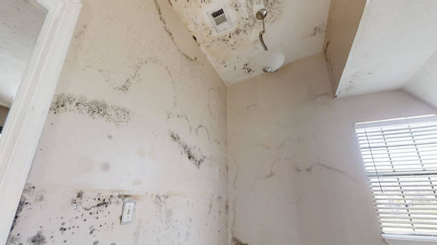 Best HVAC Mold Inspection and Cleaning  in University Of Lifornia Santa Barbara, CA