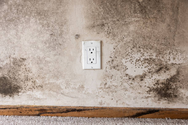 Best Post-Construction Mold Inspection  in University Of Lifornia Santa Barbara, CA